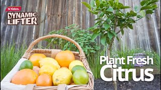 How to plant fresh citrus in a garden with Yates Dynamic Lifter [upl. by Juna]