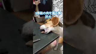 5等級の肉を貰う贅沢犬エルビーグル dog 焼き肉犬のいる生活 [upl. by Annaoi565]