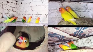 Green Fisher mix colony video  🥰  luttino parsnata 🥰  birds lovebirds 🥰  slow motion [upl. by Brunella]