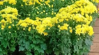 Chrysanthemum plant care  ജമന്തി ചെടി നടുമ്പോൾ ശ്രദ്ധിക്കേണ്ട ചില കാര്യങ്ങൾ anuprasathyt [upl. by Arima667]