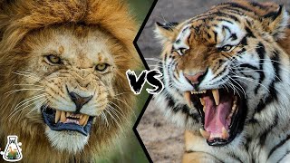 tijger vs leeuw wie is sterker [upl. by Anderer]