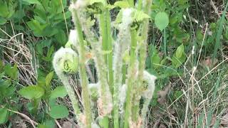 How to know the edible and non edible fiddleheadFernPako [upl. by Sanjay]