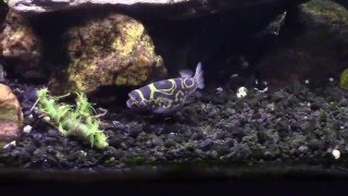 Figure 8 Puffer with Bumblebee Gobies in my Brackish Tank [upl. by Oidiple]