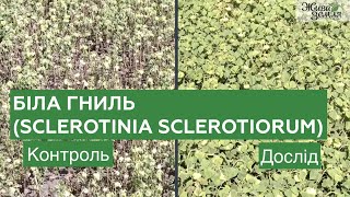 Біла гниль Sclerotinia sclerotiorum  біофунгіцид Склероцид і біодеструктор Екостерн  БТУЦЕНТР [upl. by Bolten]