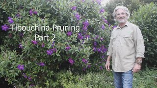 Tibouchina Pruning Part 2 [upl. by Dewain909]