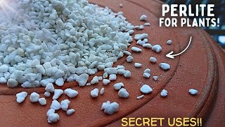 How To Use Perlite For Plants CORRECTLY  4 Effective Ways To Use Perlite [upl. by Araiek]