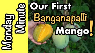 Monday Minute Our First Banganapalli Mango [upl. by Ratep]