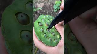 Removing Lotus Seeds agriculture asmrvideo artwork [upl. by Armillas]