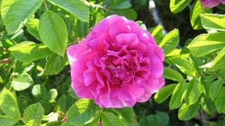 How To Grow Roses From Cuttings Fast and Easy [upl. by Hadley]