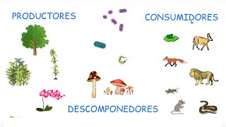 TIPOS DE NUTRICIÓN Productores Consumidores y Descomponedores  BiologíayEcología [upl. by Grimaldi549]