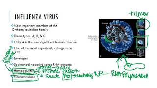 Influenza Virus [upl. by Oidualc756]