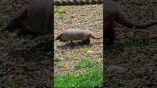 Armor Up Armadillo at LondonZoo London OutdoorsWithFamily [upl. by Nilyam]