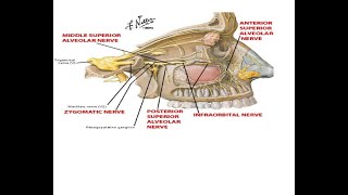 7 TRIGEMINAL NERVE [upl. by Ynnad631]