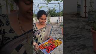 Tomatoes harvesting టమాటో రకాలు tomatoes mygarden gardening shortvideo harvesting ytshorts [upl. by Idnahc]