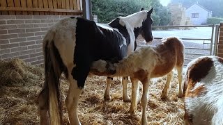 Courageous mare found with skin falling off saves foals [upl. by Yaffit]