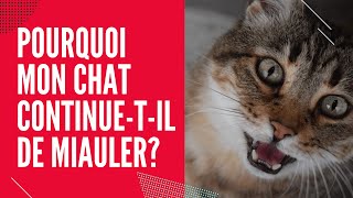 Pourquoi Mon Chat Continuetil De Miauler 🐾 [upl. by Hesper604]