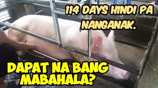 Dapat na bang mabahala kapag hindi pa nanganak sa ika 114 days [upl. by Kenneth671]