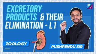 Osmoregulation amp Excretory Structure  Excretory Products and their Elimination Class 11 Biology [upl. by Norrabal]