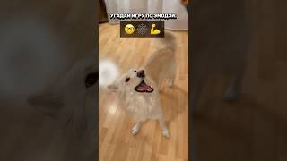 Ты точно знаешь правильный ответ собака игры питомцы pets doglover топ [upl. by Hsaka]