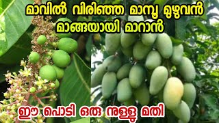 മാവിൽ പൂക്കൾ മുഴുവൻ മാങ്ങയായി കിട്ടാൻ ഈ പൊടി ഒരു നുള്ളു മതിmango krishi malayalammango in pot [upl. by Lynne]