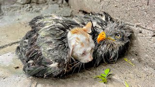 A kitten begged the Falcon quotBe my mom Pleasequot so Falcon didnt let me touch this kitten [upl. by Artap]