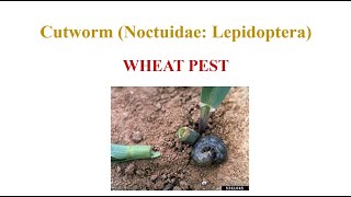 Wheat Cutworm [upl. by Auria]