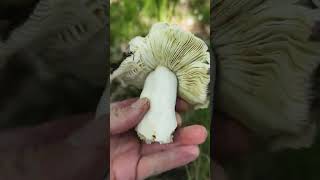 Identificación de Russula cyanoxantha [upl. by Dey931]