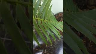 Encephalartos Lebomboensis plants tanamanhias spiny spike sharp caudex cycas ancient myths [upl. by Iahs]