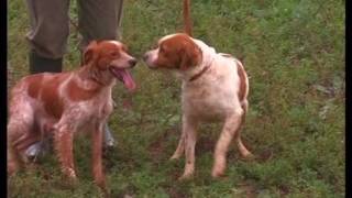 The Brittany Spaniel  Pet Dog Documentary English [upl. by Gefen]