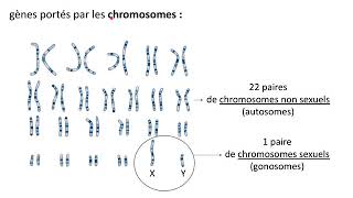 Gènes allèles dominancerécessivité [upl. by Summers]