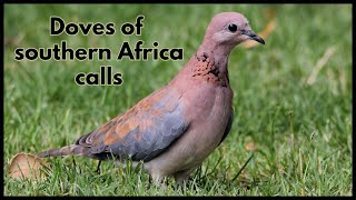 Doves of southern Africa calls [upl. by Lucila885]