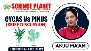 Cycas Vs Pinus Brief DiscussionExplain by Anju Mam of Science Planet [upl. by Adnek]