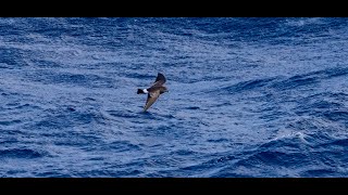 Storm Petrel on the Flock To Marion 2023 Prince Edward and Marion Islands [upl. by Gerbold]