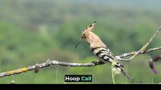 Hoopoe Bird [upl. by Osicnarf]