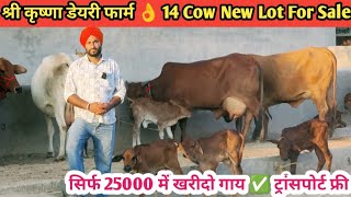 20 Letter Milk 👌 14 Cow For Sale 25000 से दाम शुरू ✅ ट्रांसपोर्ट फ्री 🎉 Top Class 14 Sahiwal Rathi [upl. by Aienahs]