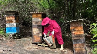 MUITO MEL na Revisão das MELGUEIRAS 🐝🍯 [upl. by Bartolemo]