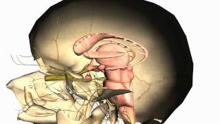 Skull tutorial 1  Bones of the Calvaria  Anatomy Tutorial PART 2 [upl. by Esorrebma]