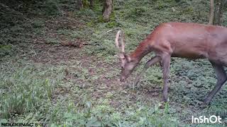 390  cerf en velours biche et son faon lièvre [upl. by Anelaf]