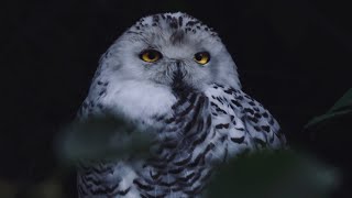 12 Hours Owls amp Crickets At Night BLACK SCREEN Ambient Nature Sounds For Sleep amp Relaxation [upl. by Pietrek978]