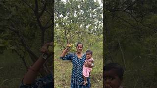 మా అత్త Kuwait కి వెళుతుంది🙁minivlog guavafruit farm nature parcel guavafarming plants [upl. by Akimak885]