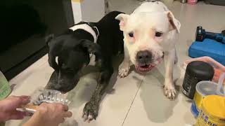 🐶🐶Speedy Feeding Oampn The Pit Bull on my Busy Day ASMR MUKBANG 犬が生の肉を食べる咀嚼音 Dog VLOG [upl. by Jennica]