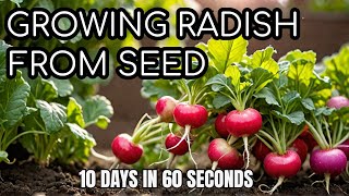 Growing White Radish from Seed  Time lapse [upl. by Zacek]