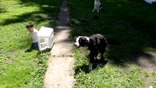 Border Collie Herding Toddler [upl. by Maller]