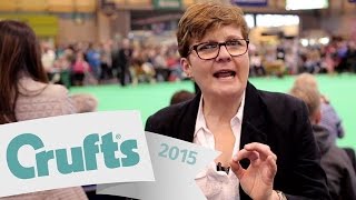 Breed Judging for Dummies  Part 2  Crufts 2015 [upl. by Princess664]