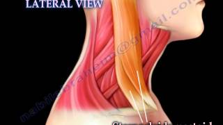 Muscle Anatomy Of The Neck  Everything You Need To Know  Dr Nabil Ebraheim [upl. by Naletak]