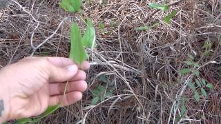 Wild edible foraging in Florida [upl. by Sears]