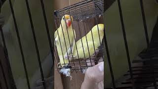 Best pairing for B2 creamino ×decino birds viralvideo lovebird shortvideo shorts shortsviral [upl. by Nwahsit]