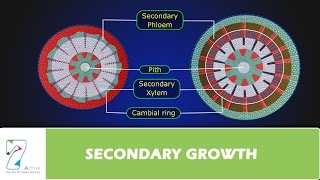 SECONDARY GROWTH [upl. by Anuaek621]