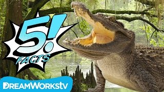 25 FACTS ABOUT CROCODILES  GLOBAL FACTS VIDEO [upl. by Sacrod]