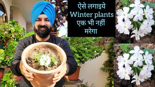 ऐसे लगाएं Winter Plants एक भी नहीं मरेगा Verbena plants grow care fertilizer tips [upl. by Sirak496]